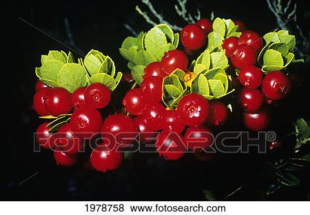 Stock Photo - Hawaii, Big Island, Hawaii Volcanoes National Park, 'ohelo Berries (Vaccinium Reticulatum).. Fotosearch