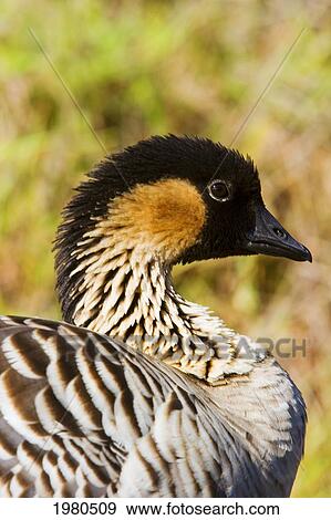 Hawaii, Big Island, Hawaii Volcanoes National Park, Close-Up Of Nene Goose (Nesochen Sandvicensis) Profile. View Large Photo Image Stock Photo - Hawaii, Big Island, Hawaii Volcanoes National Park, Close-Up Of Nene Goose (Nesochen Sandvicensis) Profile.. Fotosearch