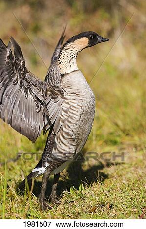 Stock Photo - Hawaii, Big Island, Hawaii Volcanoes National Park, Nene Goose (Nesochen Sandvicensis) Spreading Wings In Grassy Field.. Fotosearch