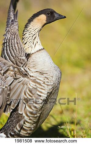Hawaii, Big Island, Hawaii Volcanoes National Park, Nene Goose (Nesochen Sandvicensis) Spreading Wings. View Large Photo Image Stock Photo - Hawaii, Big Island, Hawaii Volcanoes National Park, Nene Goose (Nesochen Sandvicensis) Spreading Wings.. Fotosearch