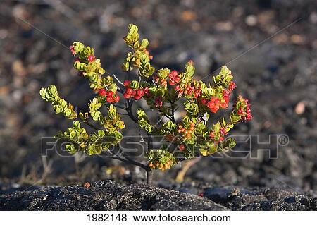 Stock Photo - Hawaii, Big Island, Hawaii Volcanoes National Park, Ohelo berries. Fotosearch