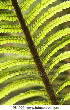 Hawaii, Big Island, Hawaii Volcanoes National Park, Close-Up Of Tree Fern Frond. View Large Photo Image Stock Photo - Hawaii, Big Island, Hawaii Volcanoes National Park, Close-Up Of Tree Fern Frond.. Fotosearch