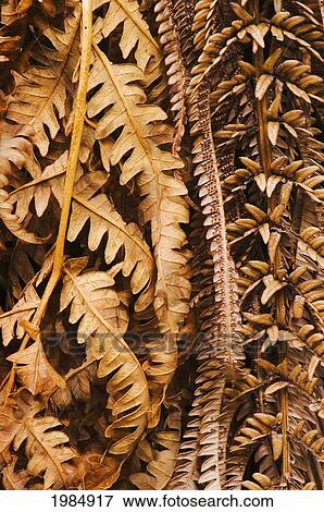 Stock Photo - Hawaii, Big Island, Hawaii Volcanoes National Park, Close-Up Of Brown And Withering Tree Fern Fronds.. Fotosearch