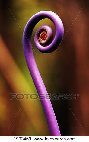 Hawaii, Big Island, Hawaii Volcanoes National Park, Detail Of Uluhe Or False Stag Horn Fern. View Large Photo Image Stock Photo - Hawaii, Big Island, Hawaii Volcanoes National Park, Detail Of Uluhe Or False Stag Horn Fern.. Fotosearch