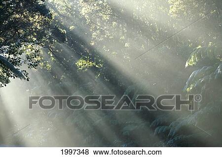 Hawaii, Big Island, Hawaii Volcanoes National Park, Mist Through Trees In Rainforest A24H View Large Photo Image Stock Photo - Hawaii, Big Island, Hawaii Volcanoes National Park, Mist Through Trees In Rainforest A24H. Fotosearch