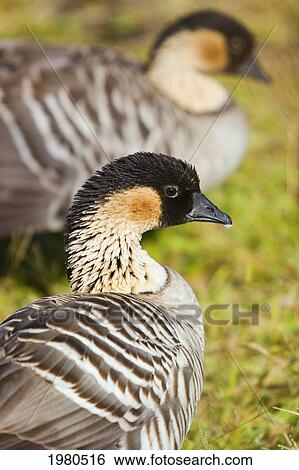 Stock Photograph - Hawaii, Big Island, Hawaii Volcanoes National Park, Two Nene Geese (Nesochen Sandvicensis) On Green Grass.. Fotosearch
