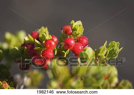 Hawaii, Big Island, Hawaii Volcanoes National Park, Ohelo berries View Large Photo Image Stock Photograph - Hawaii, Big Island, Hawaii Volcanoes National Park, Ohelo berries. Fotosearch