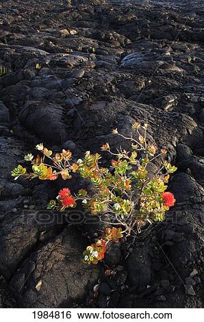 Hawaii, Big Island, Hawaii Volcanoes National Park, Chain Of Craters Road, Ohi'a Lehua Tree Growing On Pahoehoe Lava Flow From Mauna Ulu Eruption. View Large Photo Image Stock Photograph - Hawaii, Big Island, Hawaii Volcanoes National Park, Chain Of Craters Road, Ohi'a Lehua Tree Growing On Pahoehoe Lava Flow From Mauna Ulu Eruption.. Fotosearch