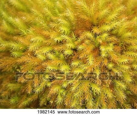 Hawaii, Big Island, Hawaii Volcanoes National Park, yellow moss on forest floor View Large Photo Image Stock Photography - Hawaii, Big Island, Hawaii Volcanoes National Park, yellow moss on forest floor. Fotosearch