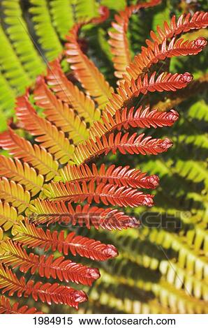Stock Photography - Hawaii, Big Island, Hawaii Volcanoes National Park, Close-Up Of Ama'uma'u Fern Frond.. Fotosearch
