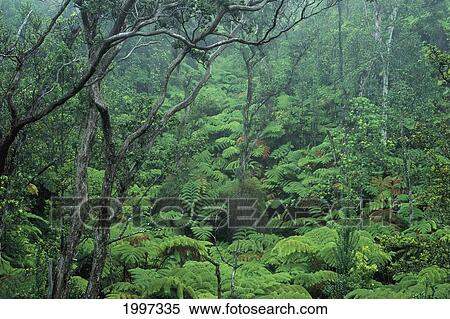 Hawaii, Big Island, Hawaii Volcanoes National Park, Fern Ohia Forest Environment A24G View Large Photo Image Stock Photography - Hawaii, Big Island, Hawaii Volcanoes National Park, Fern Ohia Forest Environment A24G. Fotosearch