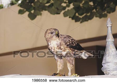 Stock Photo - Hawaii, Big Island, Hawaiian Hawk I'o (Buteo Solitarius), Perched On Wall With A Crab.. Fotosearch