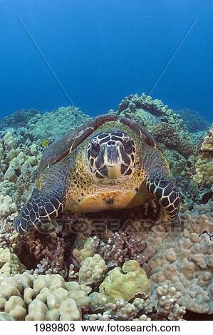 Stock Image - Hawaii, Big Island, Hawksbill Turtle (Eretmochelys Imbricata) Sitting On The Coral.. Fotosearch