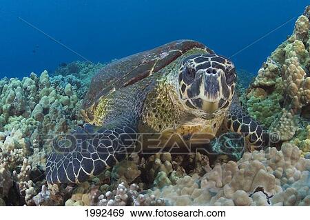 Hawaii, Big Island, Hawksbill Turtle (Eretmochelys Imbricata) Sitting On The Coral. View Large Photo Image Stock Photo - Hawaii, Big Island, Hawksbill Turtle (Eretmochelys Imbricata) Sitting On The Coral.. Fotosearch
