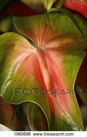 Stock Photo - Hawaii, Big Island, Hilo, Close-Up Of A Green And Red Anthurium.. Fotosearch