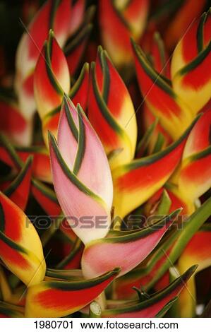 Stock Image - Hawaii, Big Island, Hilo, Close-Up Of Bunch Of Heliconia.. Fotosearch