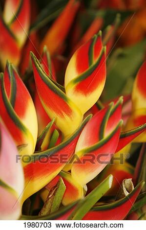 Stock Image - Hawaii, Big Island, Hilo, Close-Up Of Bunch Of Heliconia.. Fotosearch