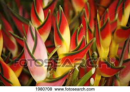 Stock Photo - Hawaii, Big Island, Hilo, Close-Up Of Bunch Of Heliconia.. Fotosearch