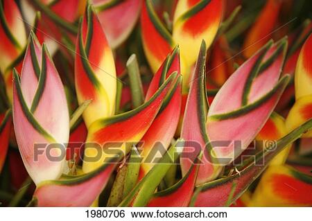 Stock Photograph - Hawaii, Big Island, Hilo, Close-Up Of Bunch Of Heliconia.. Fotosearch