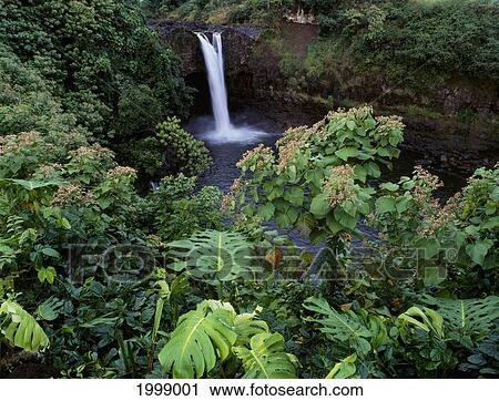 Hawaii, Big Island, Hilo, Rainbow Falls Wailuku River State Park View Large Photo Image Stock Image - Hawaii, Big Island, Hilo, Rainbow Falls Wailuku River State Park. Fotosearch