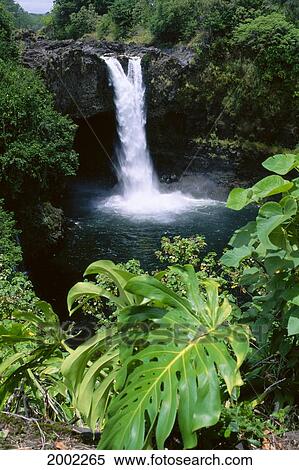 Hawaii, Big Island, Hilo, Rainbow Falls State Park, Greenery Surrounds Waterfall View Large Photo Image Stock Photography - Hawaii, Big Island, Hilo, Rainbow Falls State Park, Greenery Surrounds Waterfall. Fotosearch