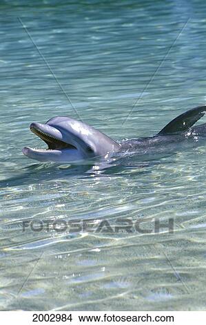 Picture - Hawaii, Big Island, Hilton Waikoloa Resort Dolphin Program, Smiling Dolphin In Shallows. Fotosearch