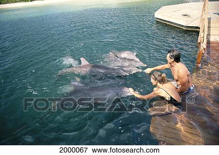 Hawaii, Big Island, Hilton Waikoloa Village, Couple Pet Dolphins Dolphin Quest. For Editorial Use Only. View Large Photo Image Stock Photo - Hawaii, Big Island, Hilton Waikoloa Village, Couple Pet Dolphins Dolphin Quest. For Editorial Use Only.. Fotosearch