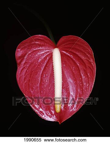 Stock Photography - Hawaii, Big Island, Holualoa, Bright Red Anthurium, Single Flower. Fotosearch