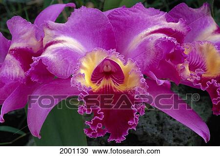 Hawaii, Big Island, Holualoa, Close-Up Of Hybrid Cattleya Flower Purple And White Streaks Yellow Center View Large Photo Image Stock Image - Hawaii, Big Island, Holualoa, Close-Up Of Hybrid Cattleya Flower Purple And White Streaks Yellow Center. Fotosearch
