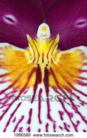 Stock Photo - Hawaii, Big Island, Holualoa, Close-Up Of Magenta-Colored Dendrobium Orchid.. Fotosearch