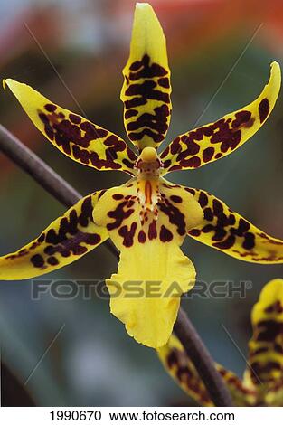 Stock Image - Hawaii, Big Island, Holualoa, Extreme Close-Up Of Leopard Orchid On Plant Green Blurry Background. Fotosearch