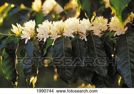 Hawaii, Big Island, Holualoa, Flowering Coffee Trees View Large Photo Image Picture - Hawaii, Big Island, Holualoa, Flowering Coffee Trees. Fotosearch