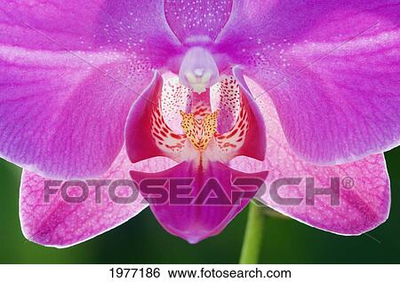 Stock Photograph - Hawaii, Big Island, Holualoa, Pink Orchid.. Fotosearch