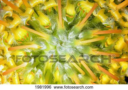 Stock Photograph - Hawaii, Big Island, Holualoa, Protea flower closeup. Fotosearch