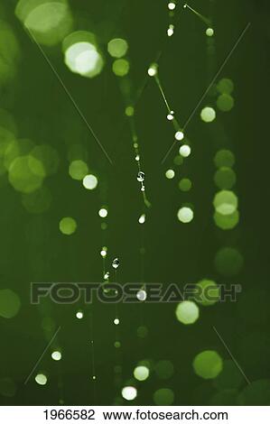 Hawaii, Big Island, Holualoa, Raindrops On Spider Web, Macro Shot. View Large Photo Image Stock Image - Hawaii, Big Island, Holualoa, Raindrops On Spider Web, Macro Shot.. Fotosearch