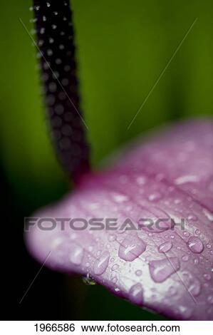 Stock Photograph - Hawaii, Big Island, Holualoa, Raindrops On Purple Anthurium, Macro Shot.. Fotosearch