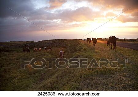 Hawaii, Big Island, horses at North Kohala Ranch at Sunset View Large Photo Image Stock Photograph - Hawaii, Big Island, horses at North Kohala Ranch at Sunset. Fotosearch