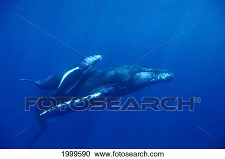Hawaii, Big Island, Humpback Whales, Mother And Baby Underwater Megaptera Novaeangliae C2015 View Large Photo Image Stock Image - Hawaii, Big Island, Humpback Whales, Mother And Baby Underwater Megaptera Novaeangliae C2015. Fotosearch