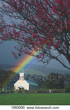 Hawaii, Big Island, Imiola Church, Cherry Blossom Tree, Bright Rainbow. View Large Photo Image Stock Image - Hawaii, Big Island, Imiola Church, Cherry Blossom Tree, Bright Rainbow.. Fotosearch