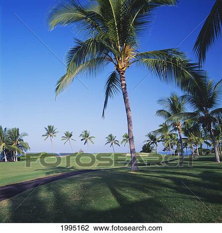 Hawaii, Big Island, Kailua-Kona, Kona Country Club Golf Course, Ocean Back. View Large Photo Image Stock Image - Hawaii, Big Island, Kailua-Kona, Kona Country Club Golf Course, Ocean Back.. Fotosearch