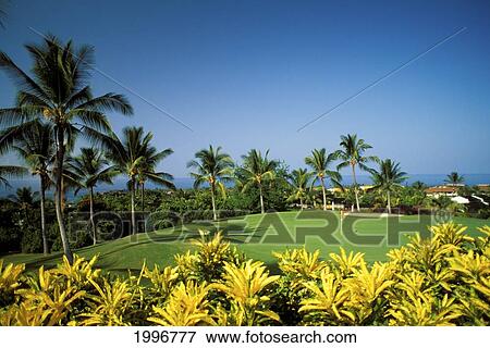 Stock Photo - Hawaii, Big Island, Kailua-Kona, Kona Country Club, Green, Yellow Plants In Foreground. Fotosearch