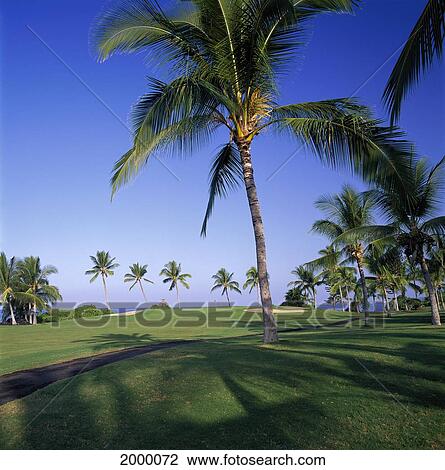 Hawaii, Big Island, Kailua-Kona Ocean Back Kona Country Club 12Th Hole Palm Trees Pale Blue Sky D1303 View Large Photo Image Stock Image - Hawaii, Big Island, Kailua-Kona Ocean Back Kona Country Club 12Th Hole Palm Trees Pale Blue Sky D1303. Fotosearch