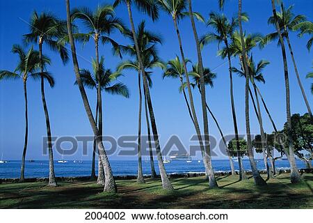 Stock Image - Hawaii, Big Island, Kailua-Kona, Palm Trees With Boats And Cruise Ships In Background At Hale Halawai Park. Fotosearch