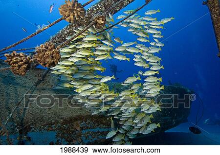 Stock Photo - Hawaii, Big Island, Kailua-Kona, Bluestripe Snapper (Lutjanus Kasmira) Schooling Around A Wreck, Diver In Distance. Fotosearch