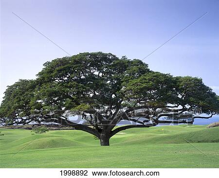 Hawaii, Big Island, Keahou, Monkey Pod Tree, Kona Country Club Golf Course B1626 View Large Photo Image Stock Image - Hawaii, Big Island, Keahou, Monkey Pod Tree, Kona Country Club Golf Course B1626. Fotosearch