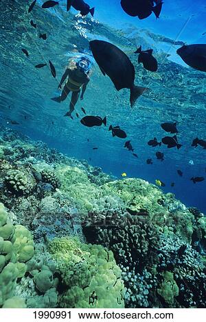 Hawaii, Big Island, Kealakekua Bay, Snorkeler Explores Reef View Large Photo Image Stock Image - Hawaii, Big Island, Kealakekua Bay, Snorkeler Explores Reef. Fotosearch