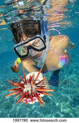 Hawaii, Big Island, Kealakekua Bay, Snorkeler Holding Pencil Urchin, Near Surface View Large Photo Image Stock Image - Hawaii, Big Island, Kealakekua Bay, Snorkeler Holding Pencil Urchin, Near Surface. Fotosearch