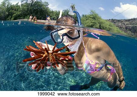 Hawaii, Big Island, Kealakekua Bay, Snorkeler, Pencil Urchin, Over/Under View Large Photo Image Stock Image - Hawaii, Big Island, Kealakekua Bay, Snorkeler, Pencil Urchin, Over/Under. Fotosearch