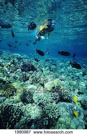 Hawaii, Big Island, Kealakekua Bay, Snorkeler Explores Reef View Large Photo Image Stock Photo - Hawaii, Big Island, Kealakekua Bay, Snorkeler Explores Reef. Fotosearch