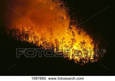 Hawaii, Big Island, Kilauea, Lava Flow Fire Burning Ohia Tree Forest, Nighttime A24F View Large Photo Image Stock Photography - Hawaii, Big Island, Kilauea, Lava Flow Fire Burning Ohia Tree Forest, Nighttime A24F. Fotosearch